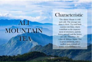 alishan mountain tea characteristics